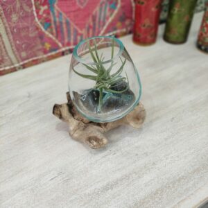 Vaso vetro e legno con pianta tillandsia